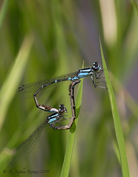 Enallagma geminatum, mating pair